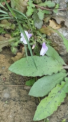 Mazus fauriei