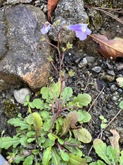 Mazus fauriei
