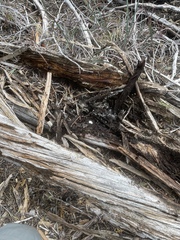 Schenella pityophila