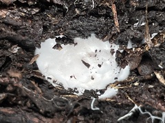 Schenella pityophila