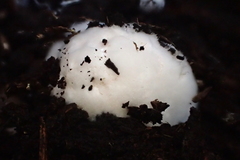 Schenella pityophila