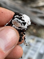 Schenella pityophila