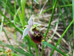 Ophrys fuciflora