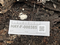 Schenella pityophila