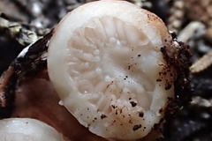 Schenella pityophila