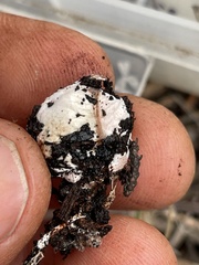 Schenella pityophila