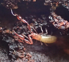 Pseudoscorpiones