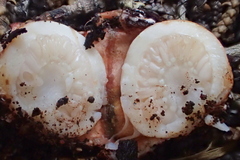 Schenella pityophila