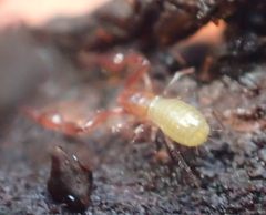 Pseudoscorpiones