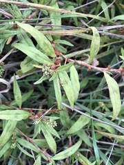 Persicaria prostrata