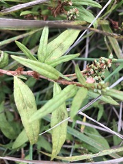 Persicaria prostrata