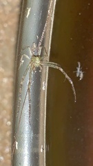 Tmarus angulatus