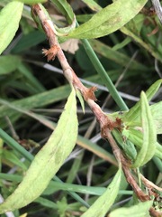 Persicaria prostrata