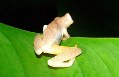 Dendropsophus phlebodes image