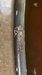 Tmarus angulatus