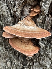 Rhodofomes cajanderi