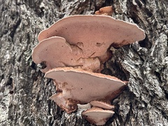 Rhodofomes cajanderi