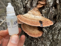 Rhodofomes cajanderi