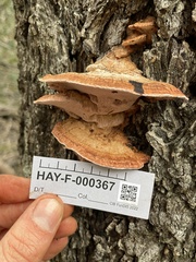 Rhodofomes cajanderi