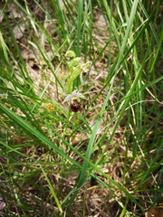 Ophrys fuciflora