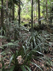 Helmholtzia glaberrima