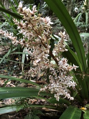 Helmholtzia glaberrima