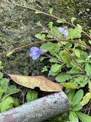 Mazus fauriei