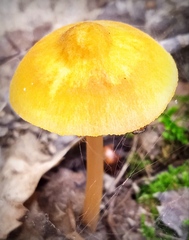 Pluteus leoninus