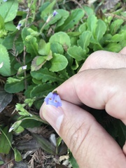 Mazus fauriei