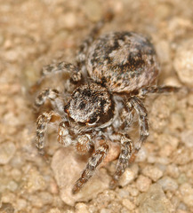 Aelurillus v-insignitus