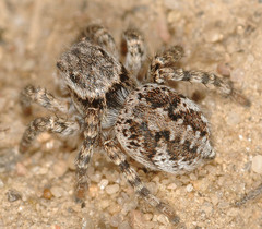 Aelurillus v-insignitus