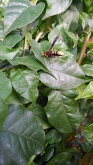 Polistes comanchus navajoe