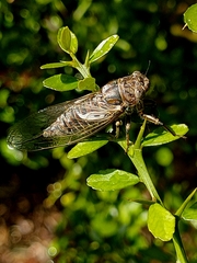 Gelidea torrida