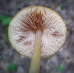 Pluteus leoninus