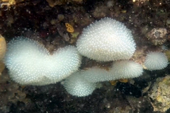 Aplousobranchia