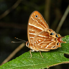 Saribia