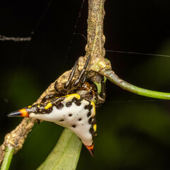 Acrosomoides acrosomoides
