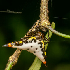 Acrosomoides acrosomoides