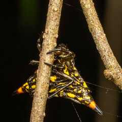 Acrosomoides acrosomoides