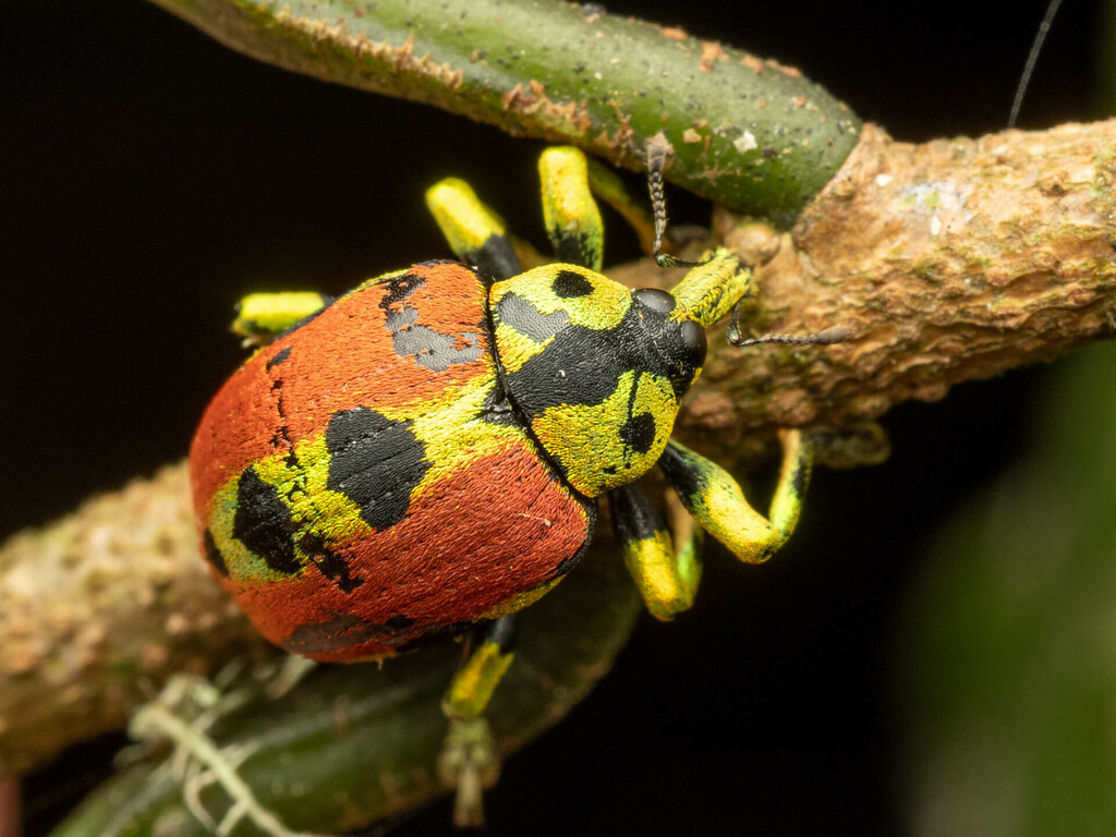 Chloropholus rubrovittatus