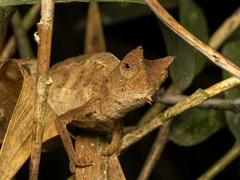 Brookesia