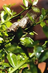 Gelidea torrida