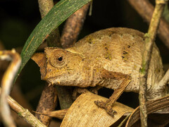 Brookesia