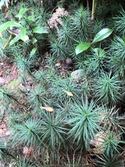 Dawsonia
