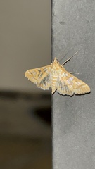 Epipagis fenestralis