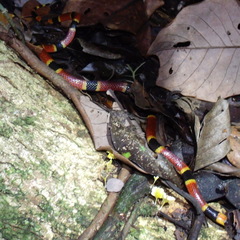 Micrurus