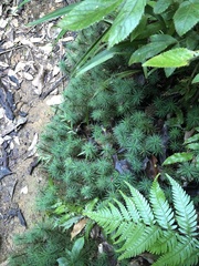 Dawsonia