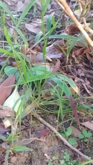 Microlaena stipoides