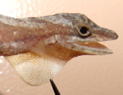 Anolis cryptolimifrons