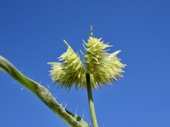 Dactyloctenium radulans
